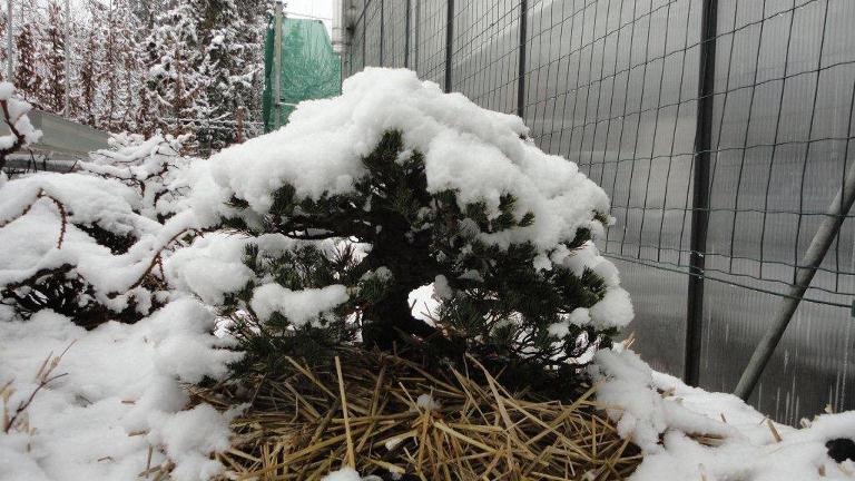 bonsai fa teleltetése bonsai fa teleltetése